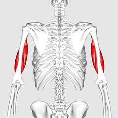 240px-Biceps_brachii_muscle05.png