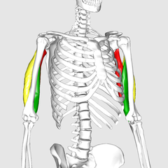 240px-Triceps_brachii_muscle09.png