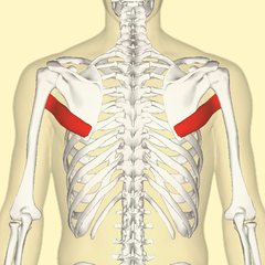 240px-Teres_major_muscle_back.png
