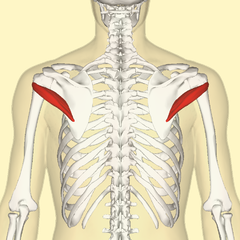 240px-Teres_minor_muscle_back.png