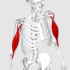 240px-Biceps_brachii_muscle02.png
