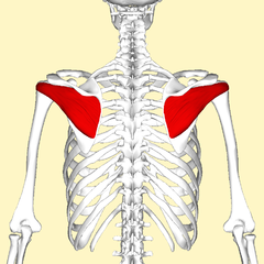 240px-Infraspinatus_muscle_back2.png