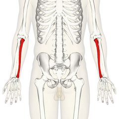 240px-Ulna_-_anterior_view.png