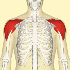 240px-Deltoid_muscle_frontal.png