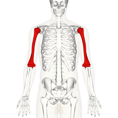 240px-Humerus_-_anterior_view.png