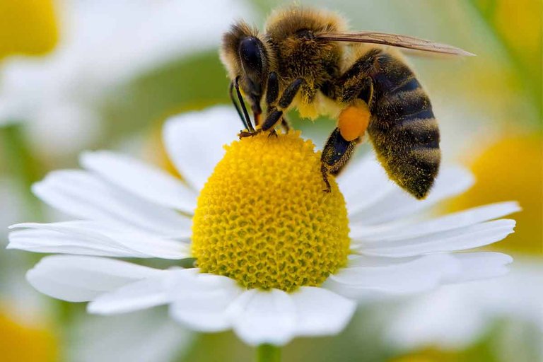 abelhas.jpg