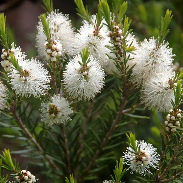 melaleuca-alternifolia.jpg