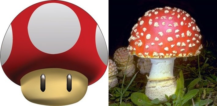 cogumelo-mario-amanita-muscaria.jpg