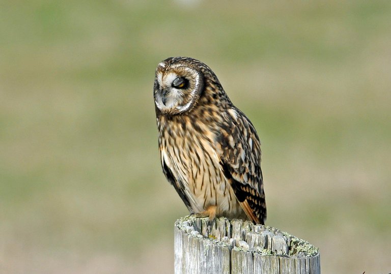 owl 2.jpg