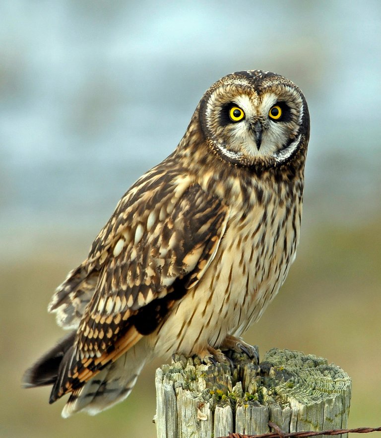 owl 1.jpg