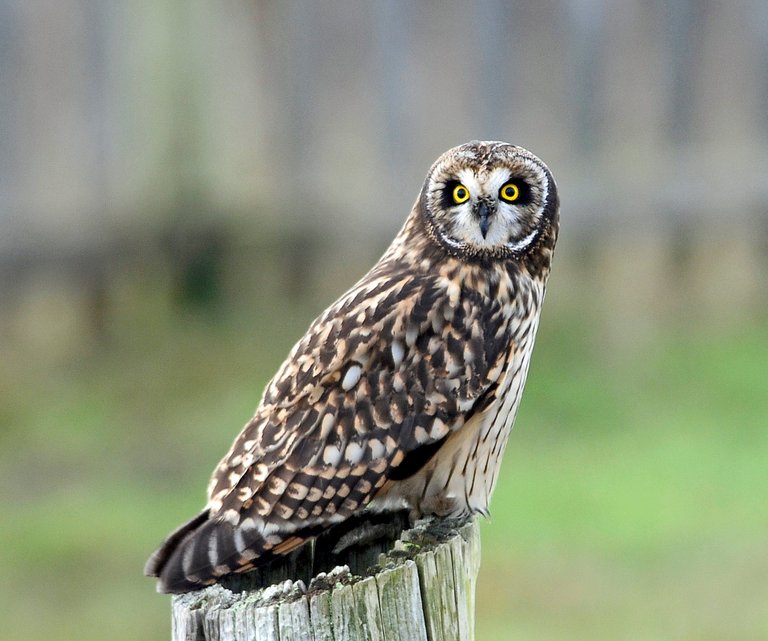 owl 4.jpg