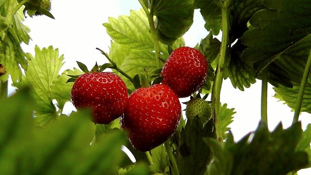 strawberries-356911_640.jpg