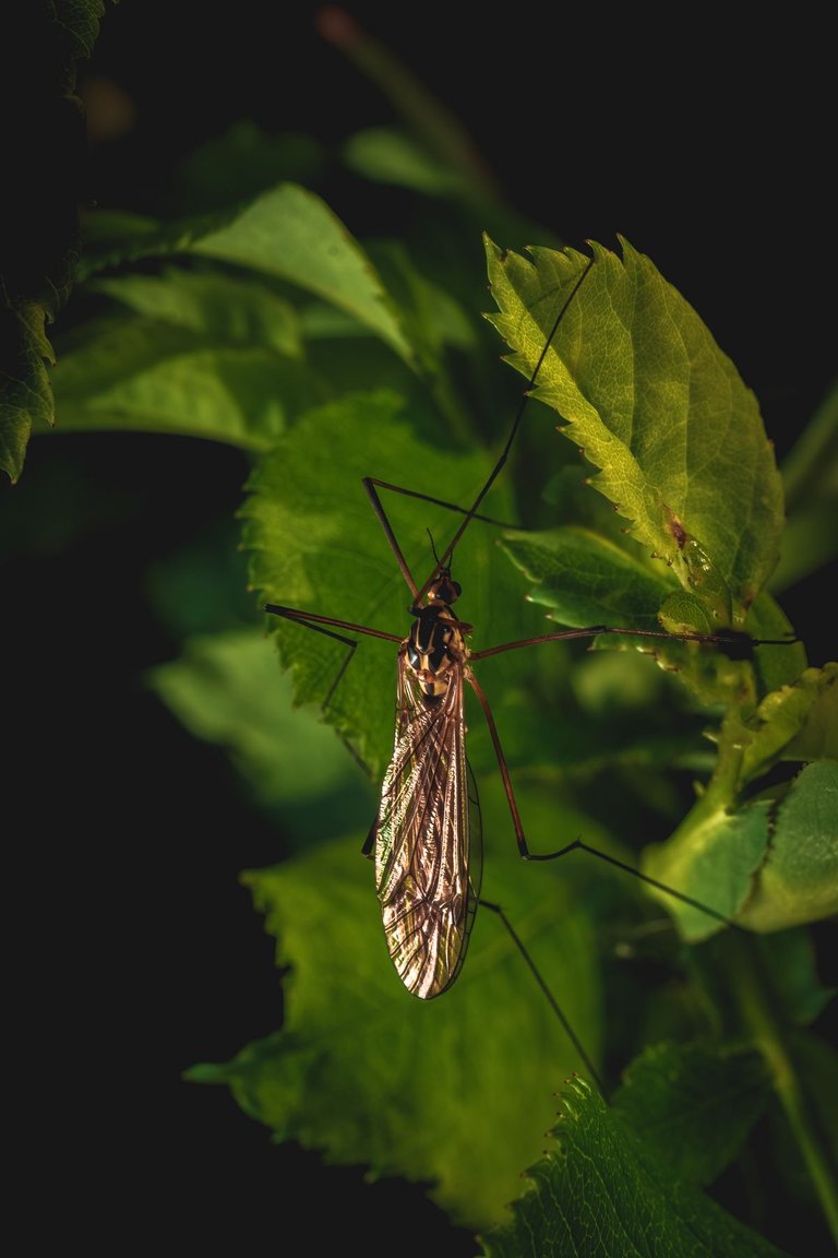 Crane Fly 5.jpg