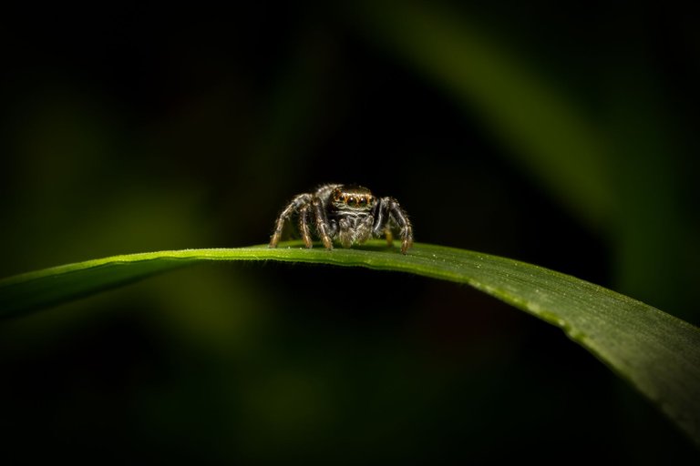 4 spider.jpg
