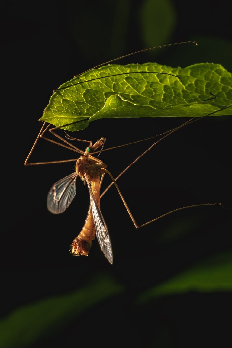 Crane Fly 2.jpg