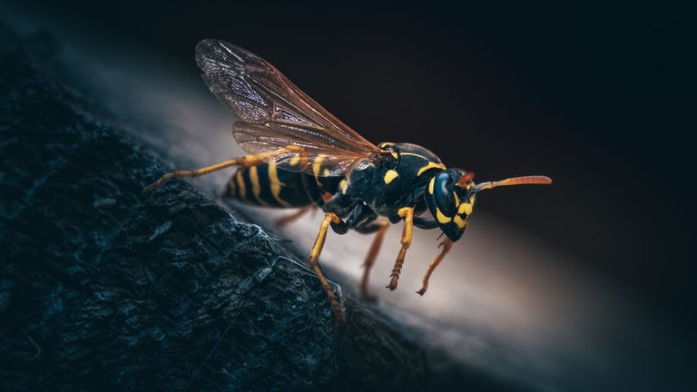 1 Wasp.jpg