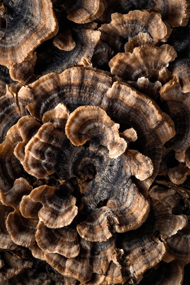 Mushroom 4.jpg
