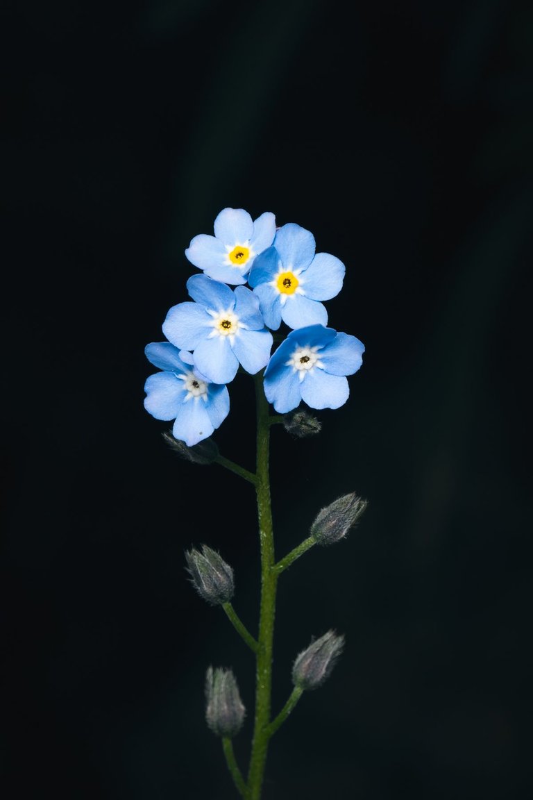1 Flower.jpg