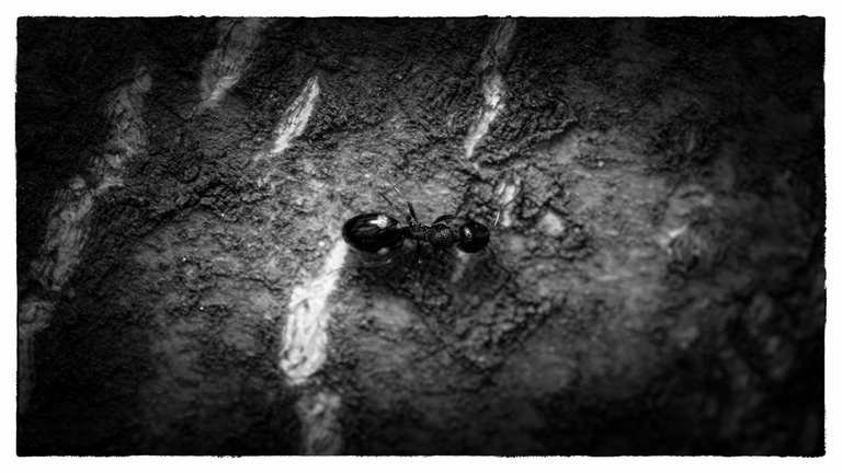 3 Ant.jpg