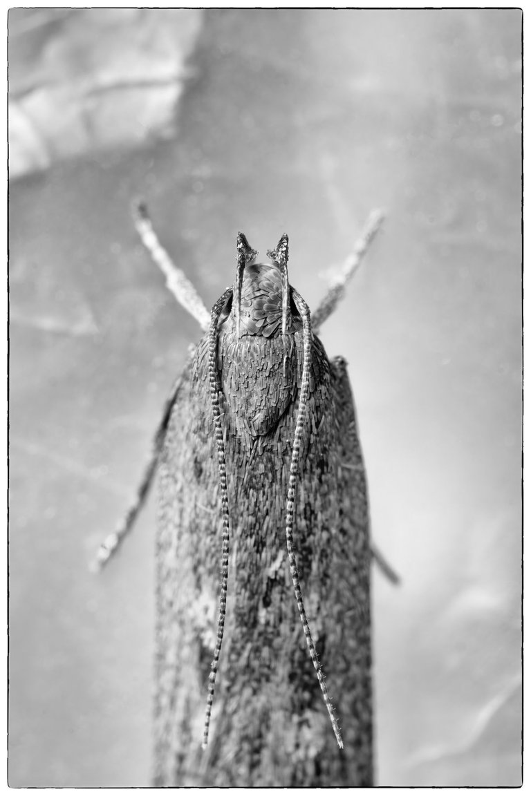 moth 4.jpg