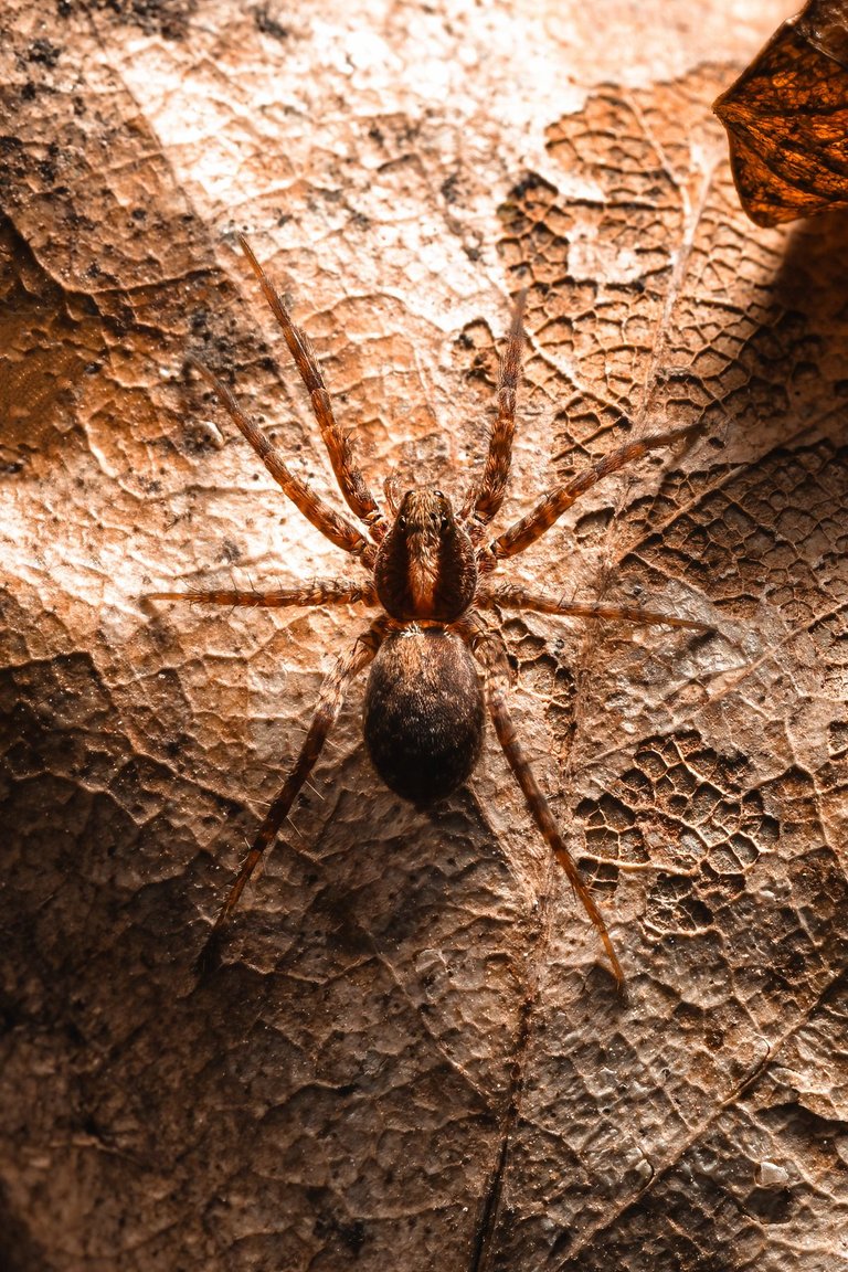 Spider 8.jpg