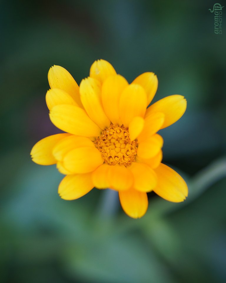 YellowFlower2.JPG