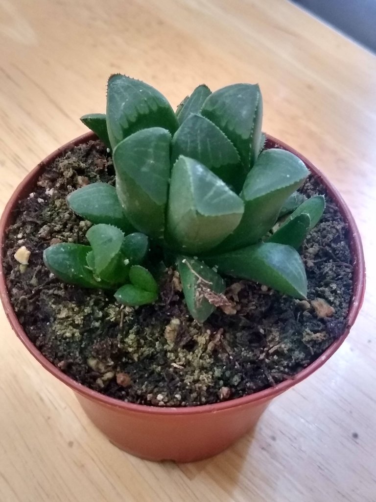 Haworthia Retusa.jpeg