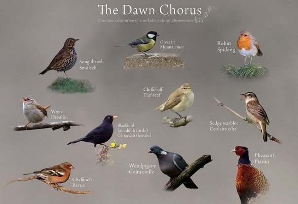 Dawn Chorus.jpg