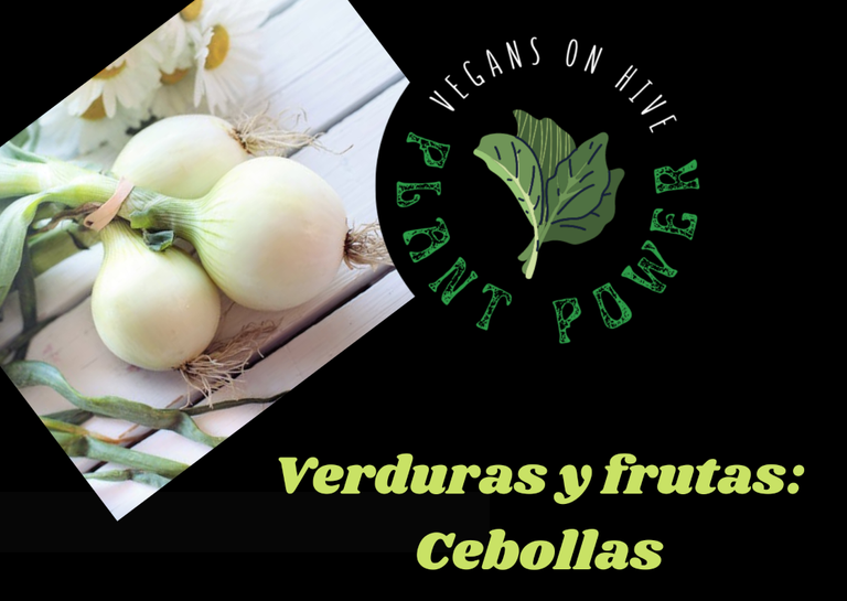 ONIONS 2.png