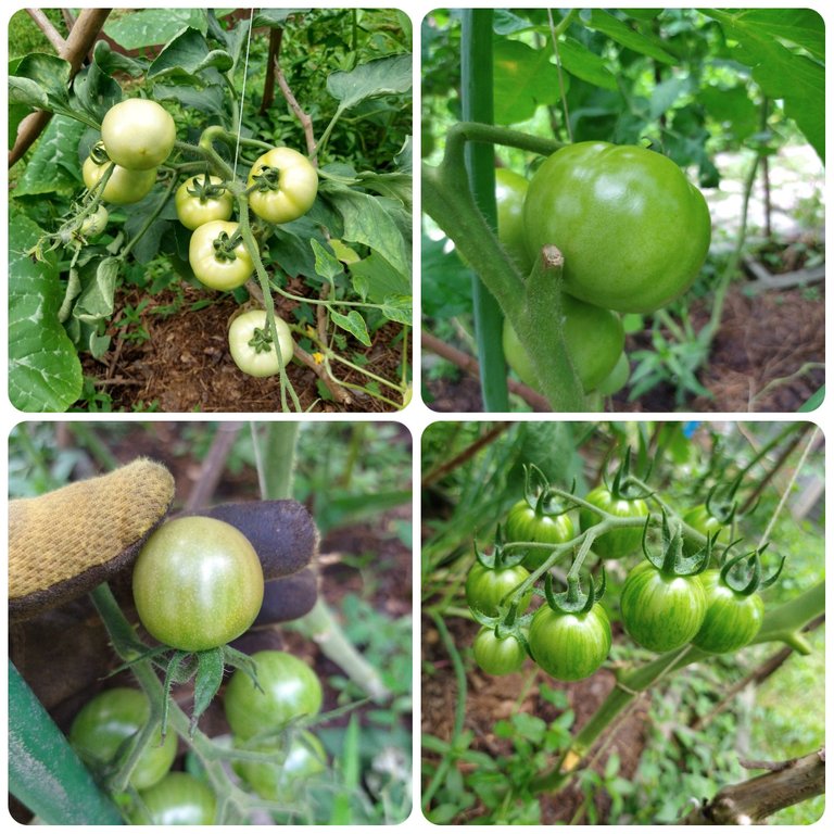 Tomatoes July 23.jpg