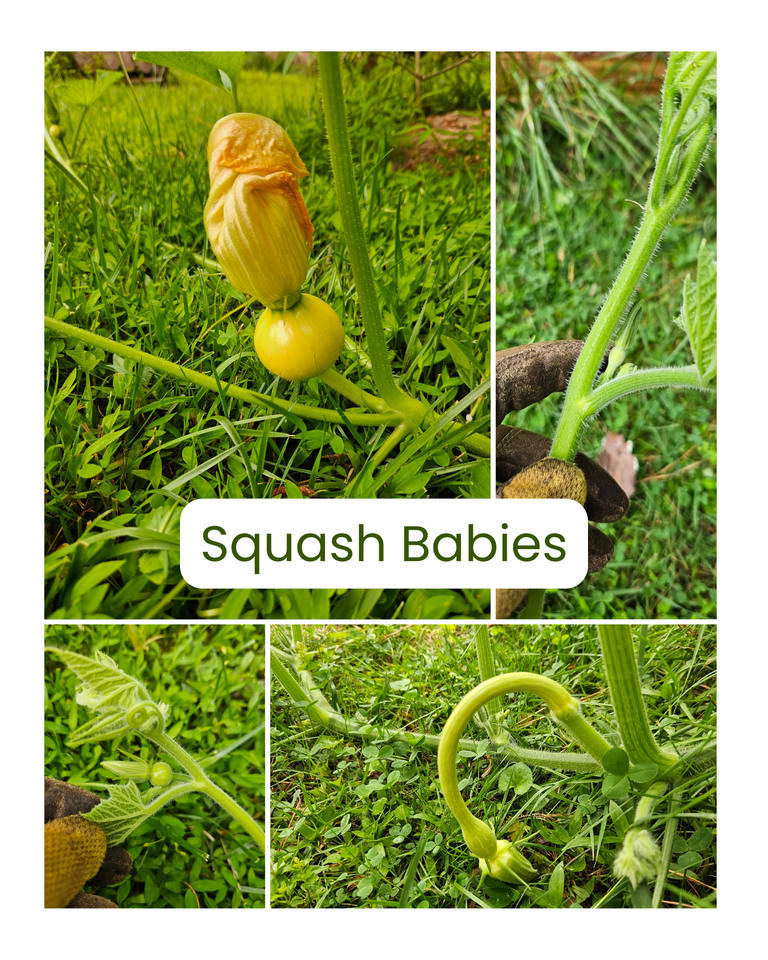 Squash Babies.png