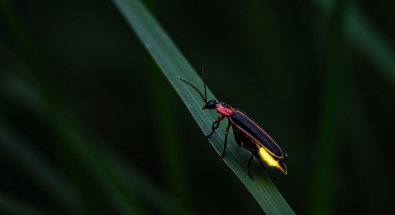 firefly 1.jpg