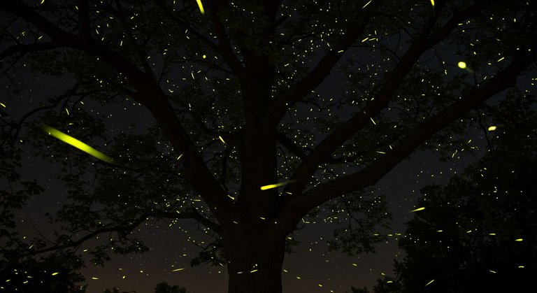 firefly.jpg