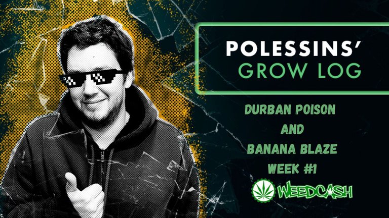 DURBAN POISON AND BANANA BLAZE WEEK #1 (1).jpg