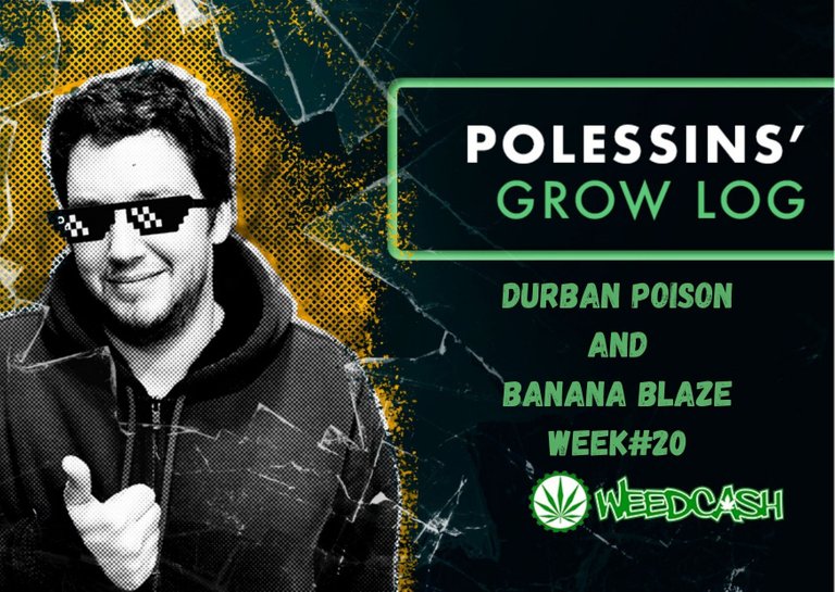 Durban poison and Banana Blaze Week#20.jpg