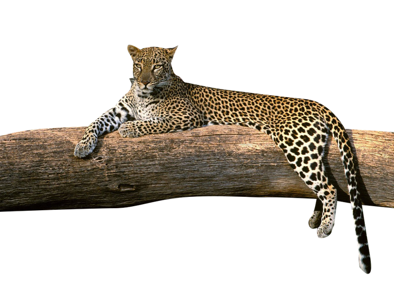 leopard-81c.png