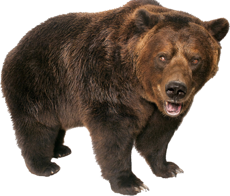 purepng.com-grizzly-bear-standingbearheadgrizzlybrownsweetfurbrown-furgrizzly-bear-291519825732mhlyu.png