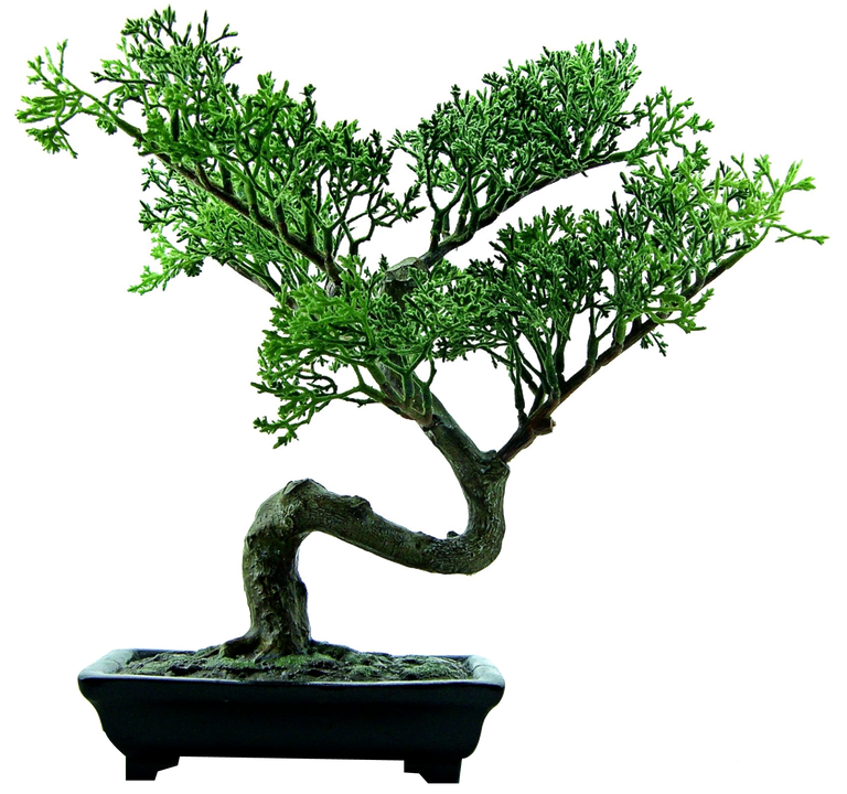 purepng.com-bonsai-treenaturebonsaitree-961524678706soijt.png