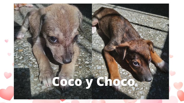 Coco y Choco.jpg