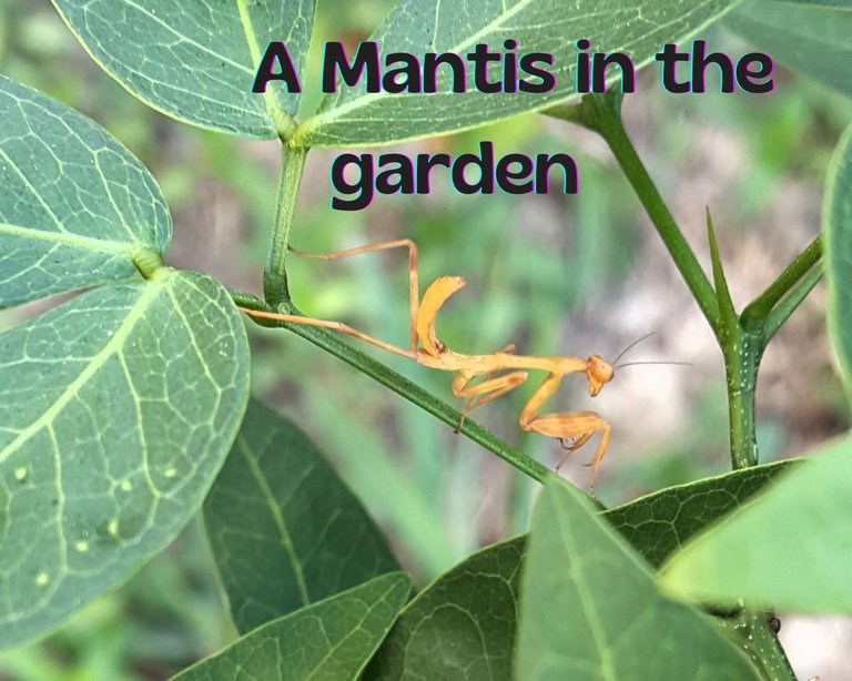 A Mantis in the garden (Eng/Esp)