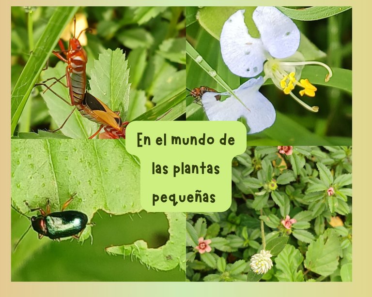 En el mundo de las plantas pequeñas (Esp/Eng)