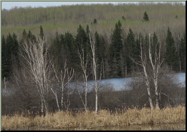 first flush of green behind 3 birch trees.JPG