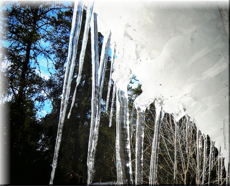 line of icicles on studio roof pine silhouettes made bright by filter.JPG