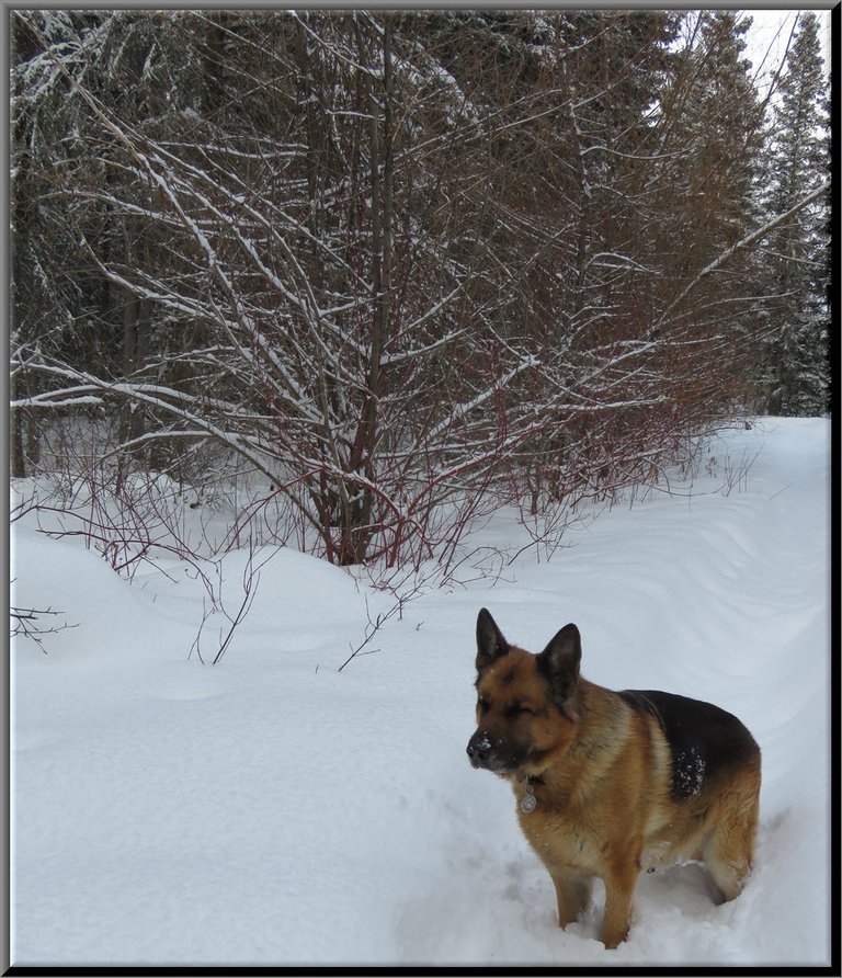 Bruno standing in snow in front of colorful dogwoods and willows highlighted with snow.JPG