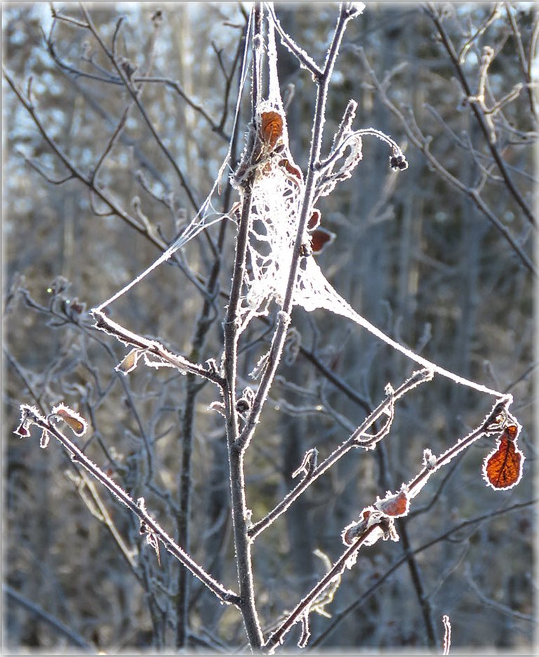 frost on spider web spun on tree branch.JPG