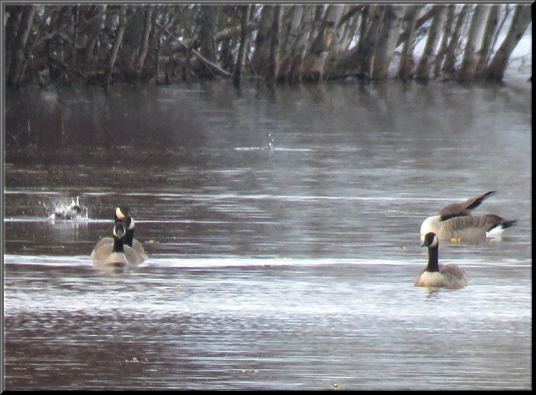 family of Canada geese 1 grooming bufflehead duck splashing in background.JPG