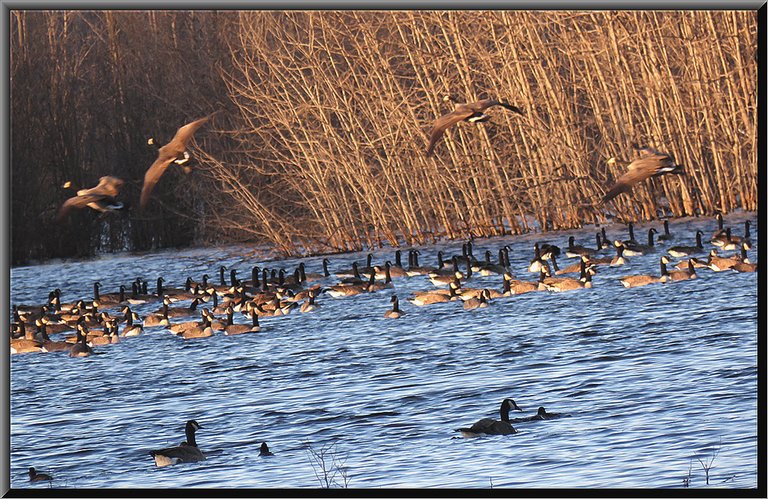 geese flying to pond above geese swimming.JPG