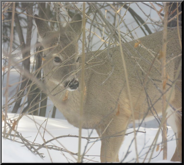 cute view front end of young whitetail deer looking at me.JPG
