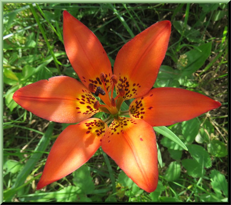 close up tiger lily in partial shade.JPG