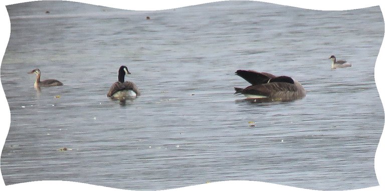 pair of grebe ducks swimming by pair of Canada Geese.JPG